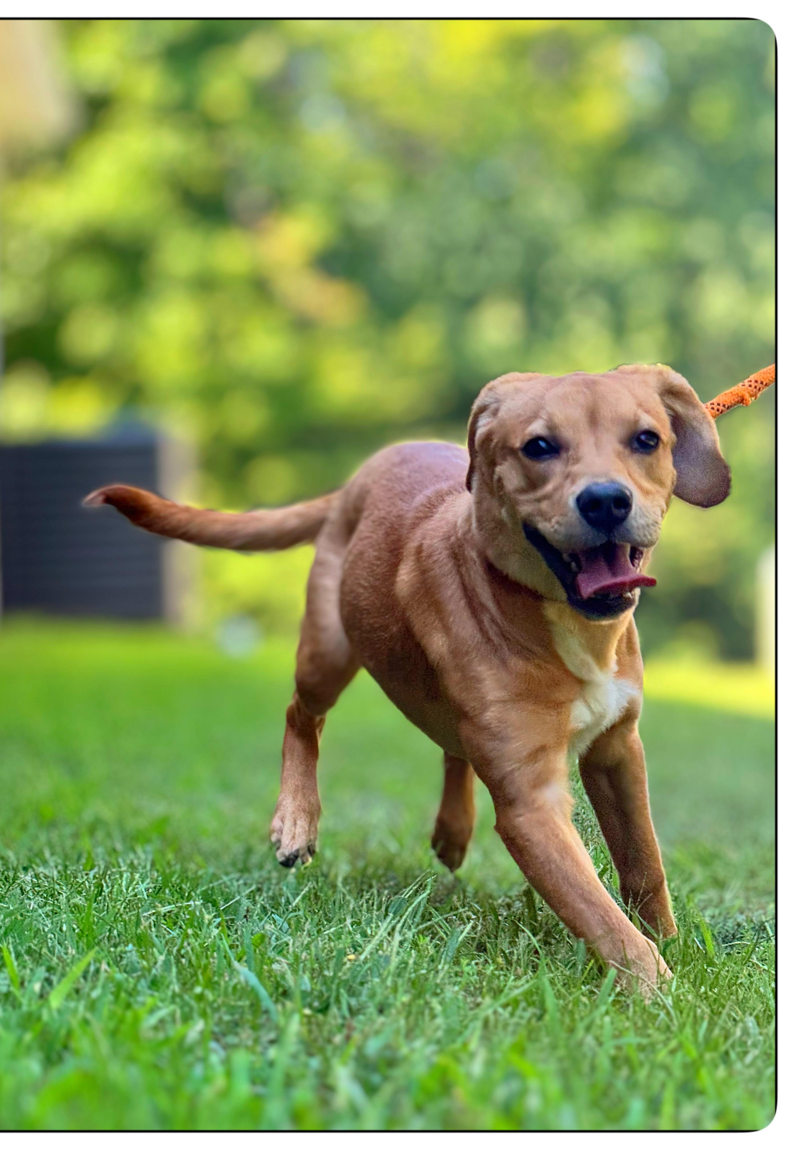 Enlarge Sriracha, a Adopted mixed breed in Richmond, VA image 4/6