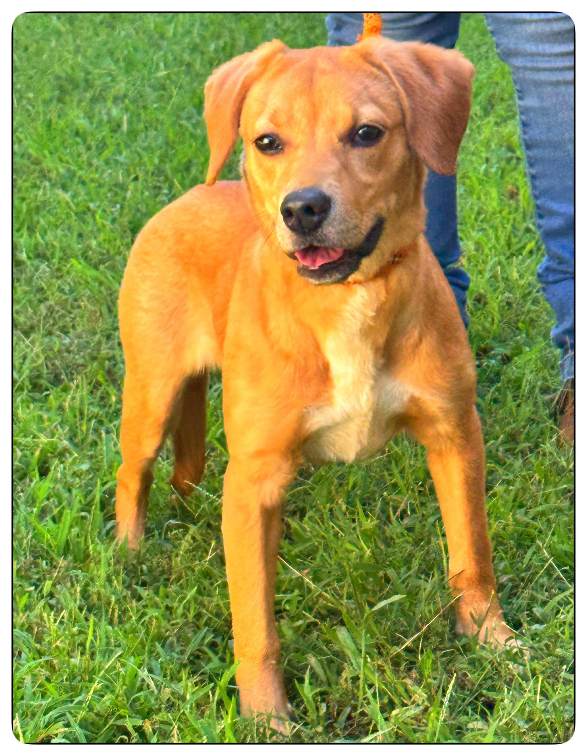 Enlarge Sriracha, a Adopted mixed breed in Richmond, VA image 5/6
