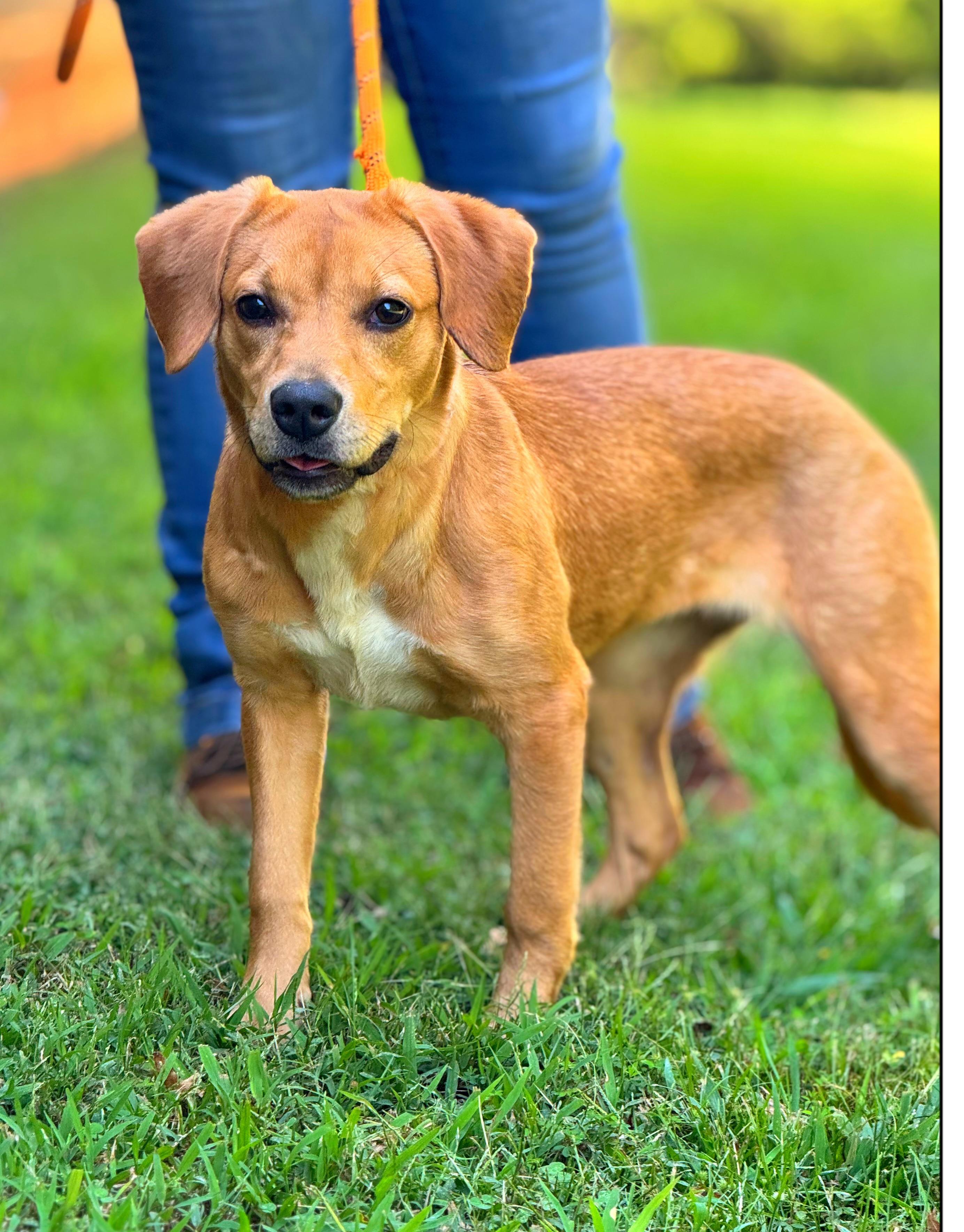Enlarge Sriracha, a Adopted mixed breed in Richmond, VA image 3/6