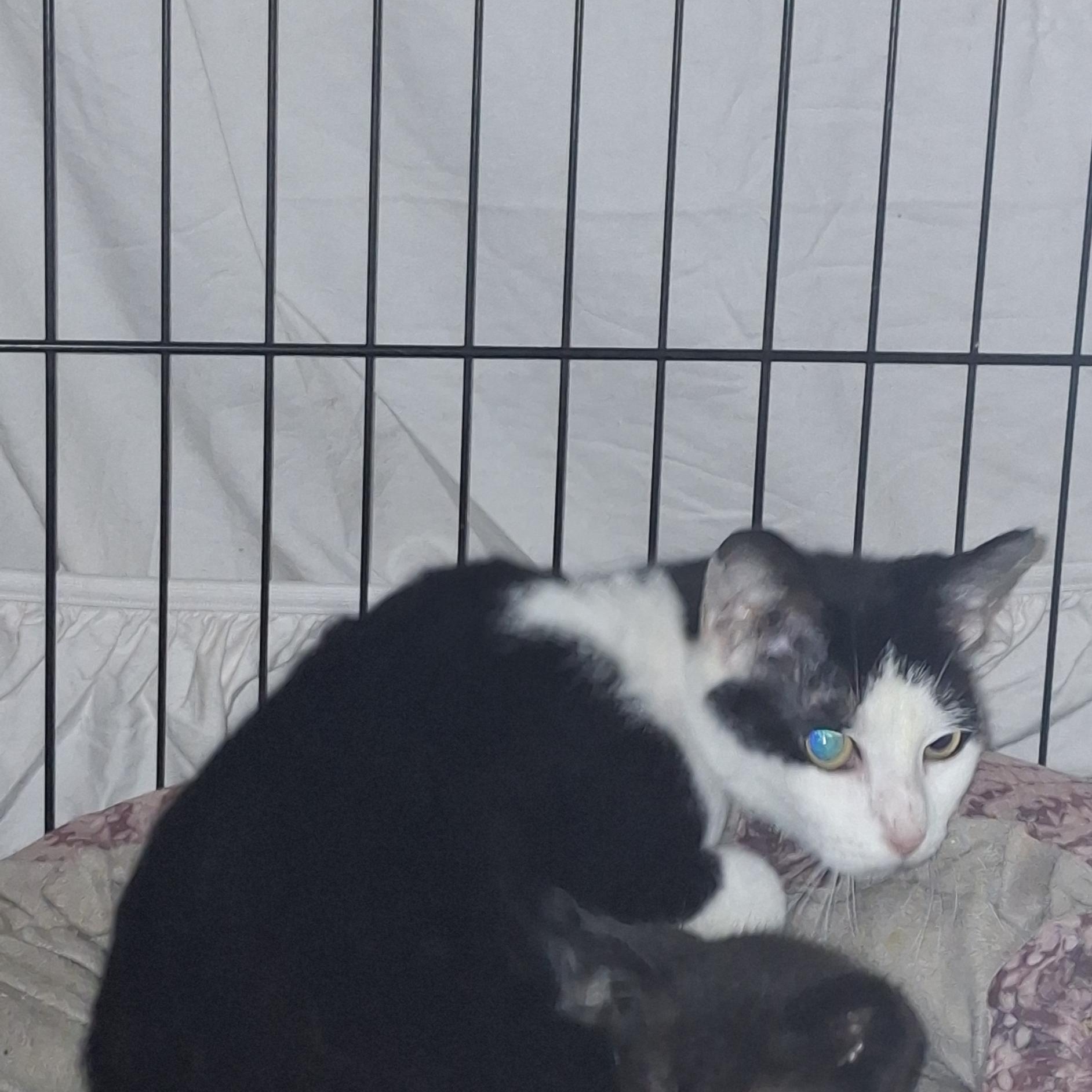 Enlarge Maple (Willow's mom), a Adoptable Domestic Short Hair in Canton, CT image 2/2