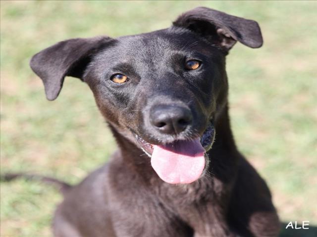 A519007, Adoptable, Young Female Labrador Retriever & Mixed Breed.