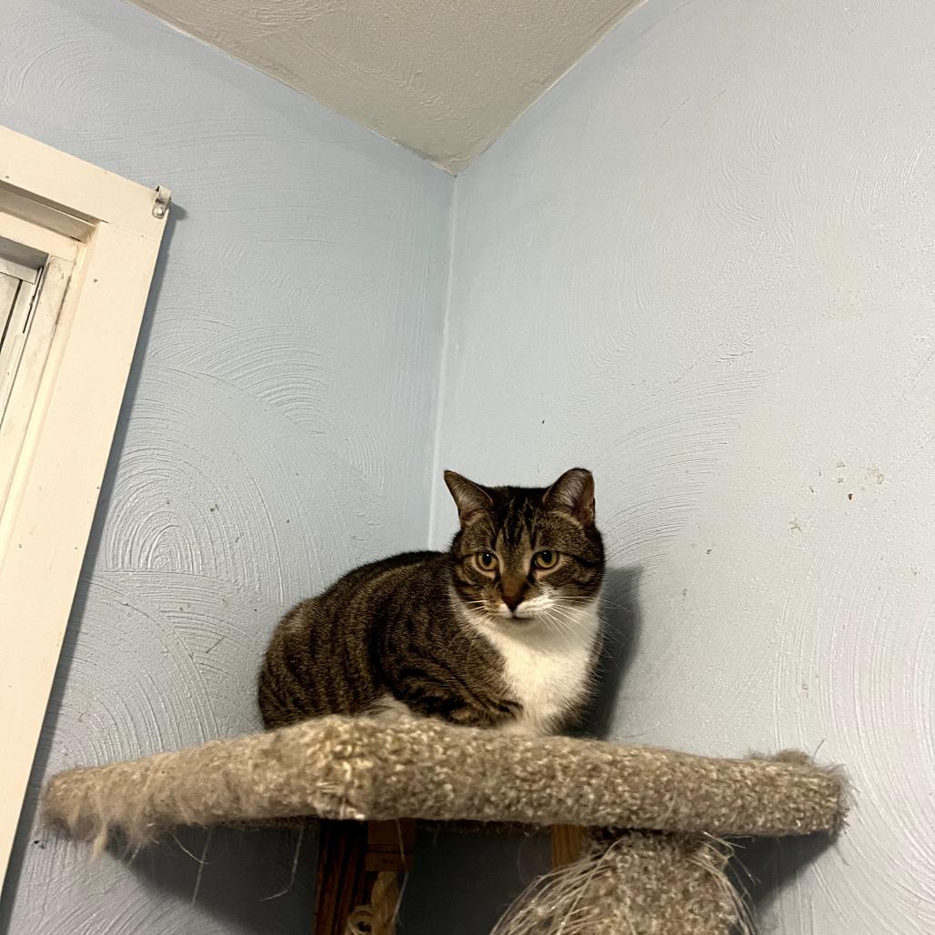 Monty, Adoptable, Adult Male Domestic Short Hair.