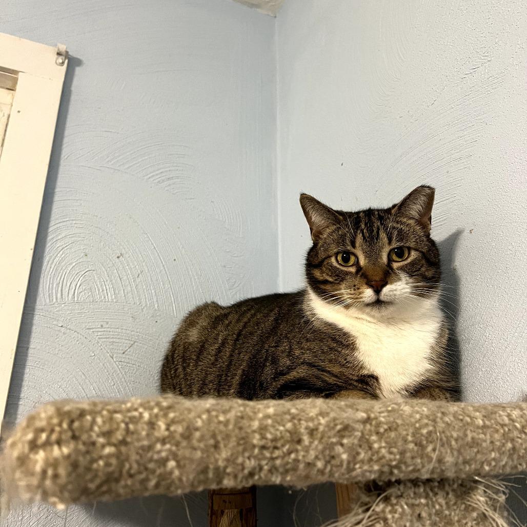 Monty, a Adoptable Domestic Short Hair in PITTSBURGH, PA image 2/4