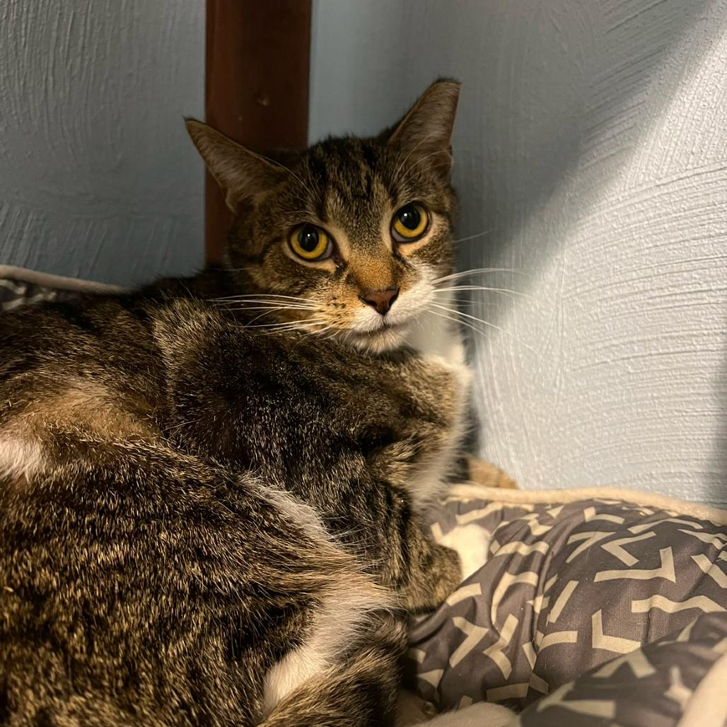 Monty, a Adoptable Domestic Short Hair in PITTSBURGH, PA image 3/4