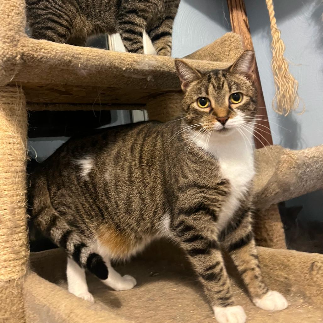 Monty, a Adoptable Domestic Short Hair in PITTSBURGH, PA image 4/4