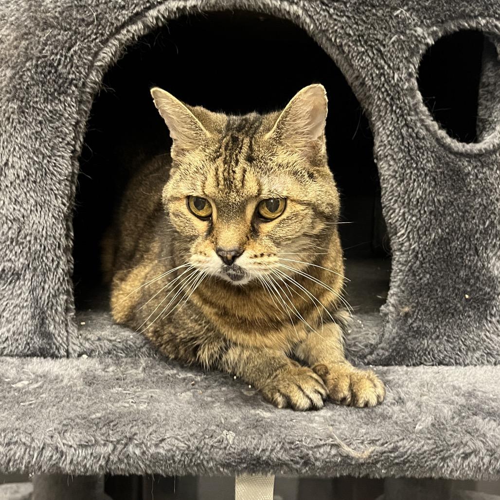 Enlarge Baby Girl, a Adoptable Domestic Short Hair in Hinsdale, IL image 1/4