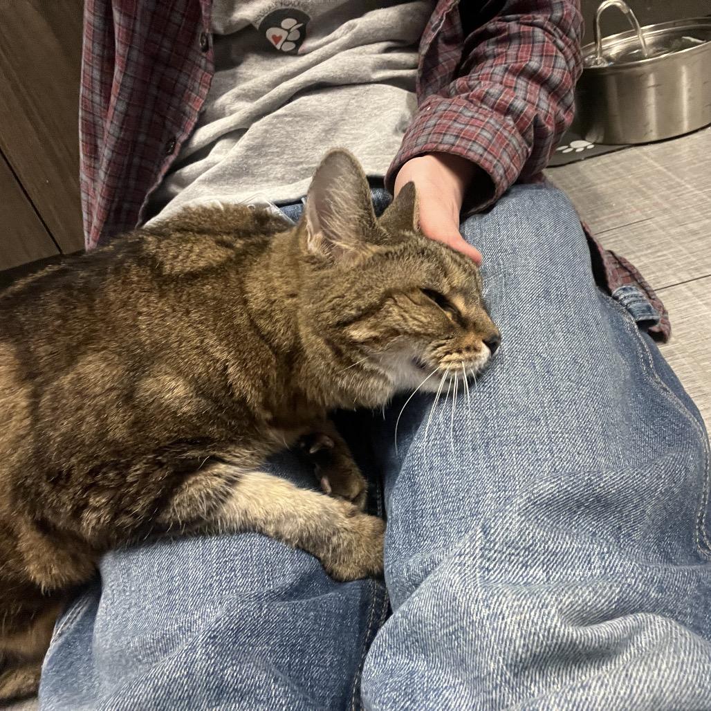 Enlarge Baby Girl, a Adoptable Domestic Short Hair in Hinsdale, IL image 2/4