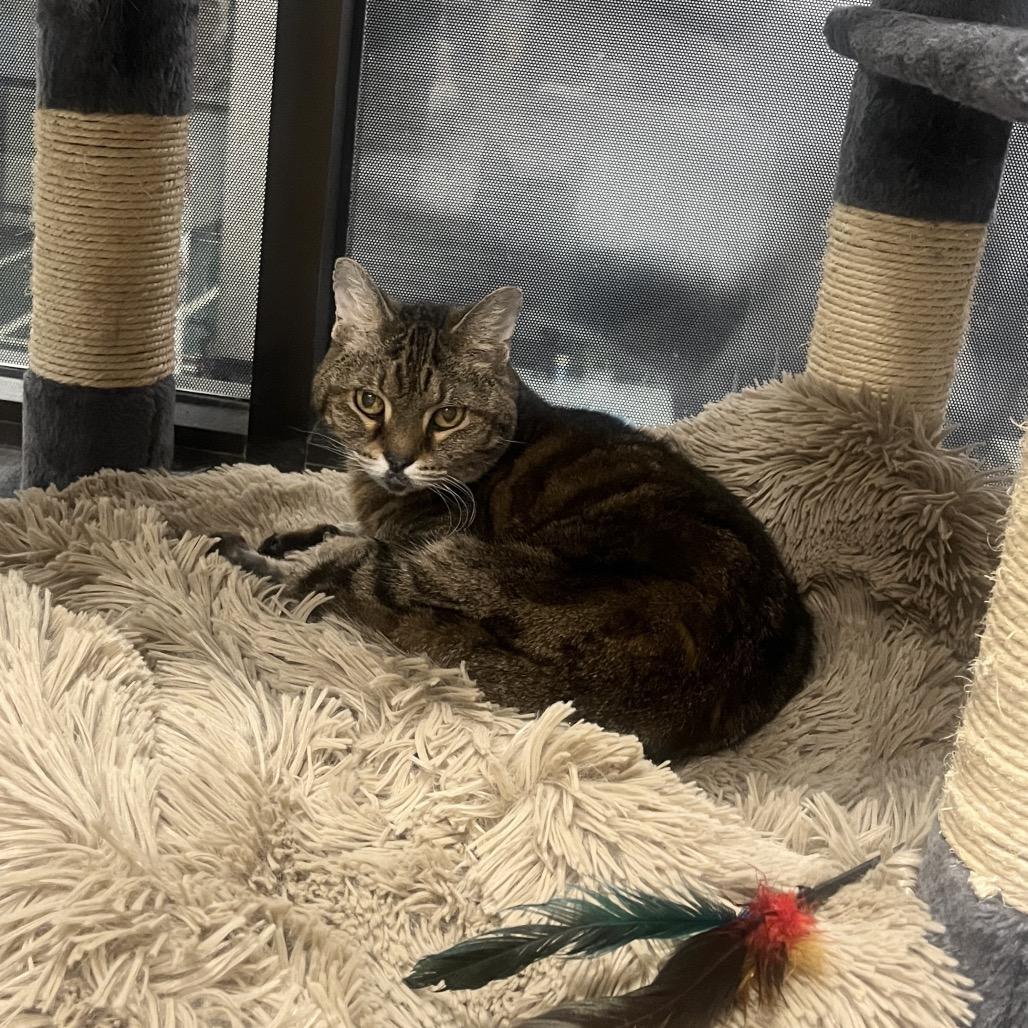 Enlarge Baby Girl, a Adoptable Domestic Short Hair in Hinsdale, IL image 3/4