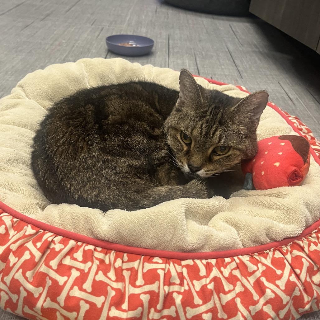 Enlarge Baby Girl, a Adoptable Domestic Short Hair in Hinsdale, IL image 4/4