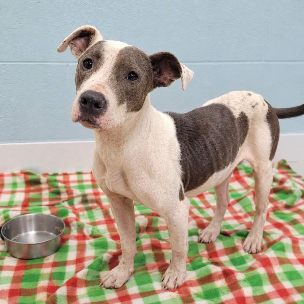 Chica, ADOPTABLE, Adult Female Mixed Breed.