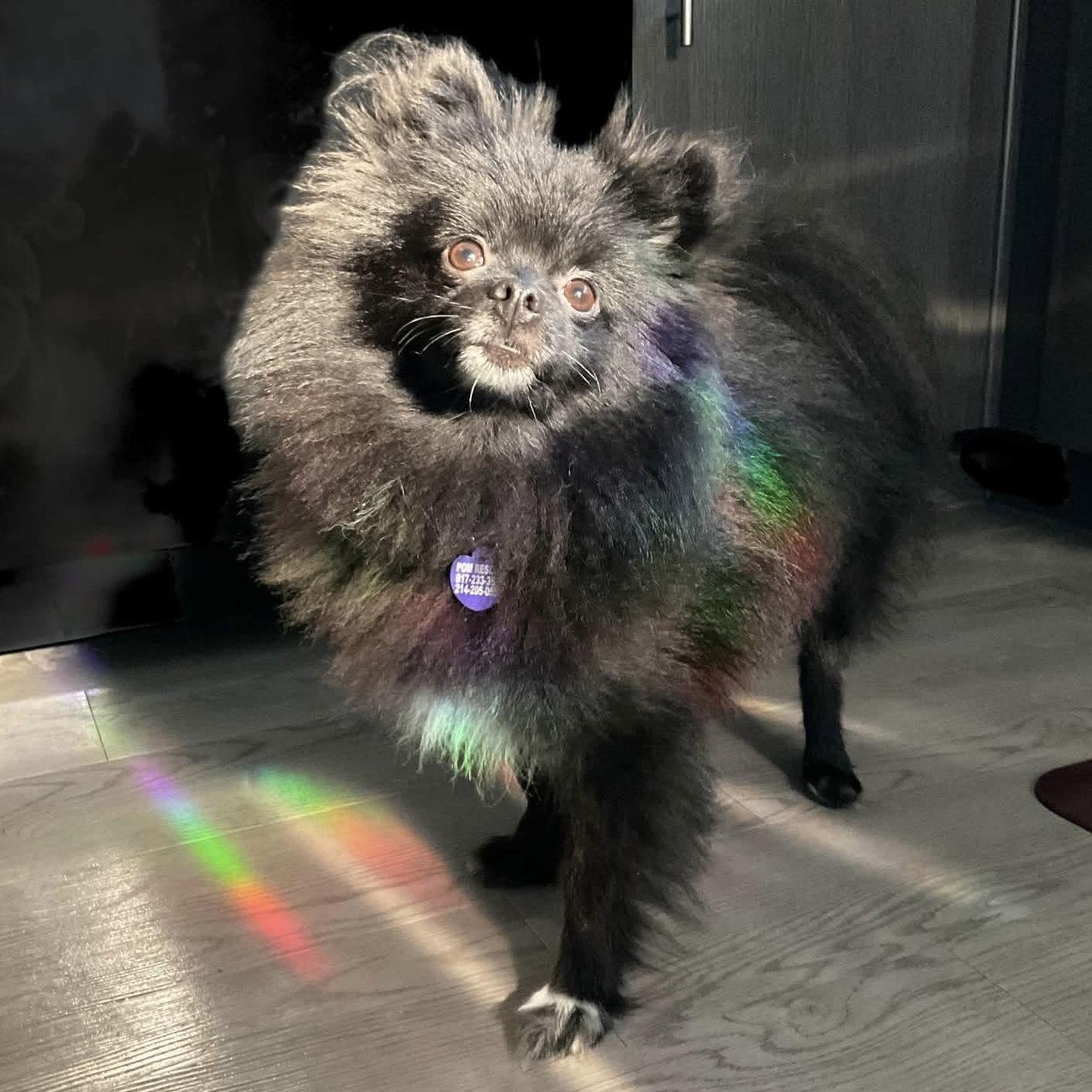 Brayden, Adoptable, Adult Male Pomeranian.