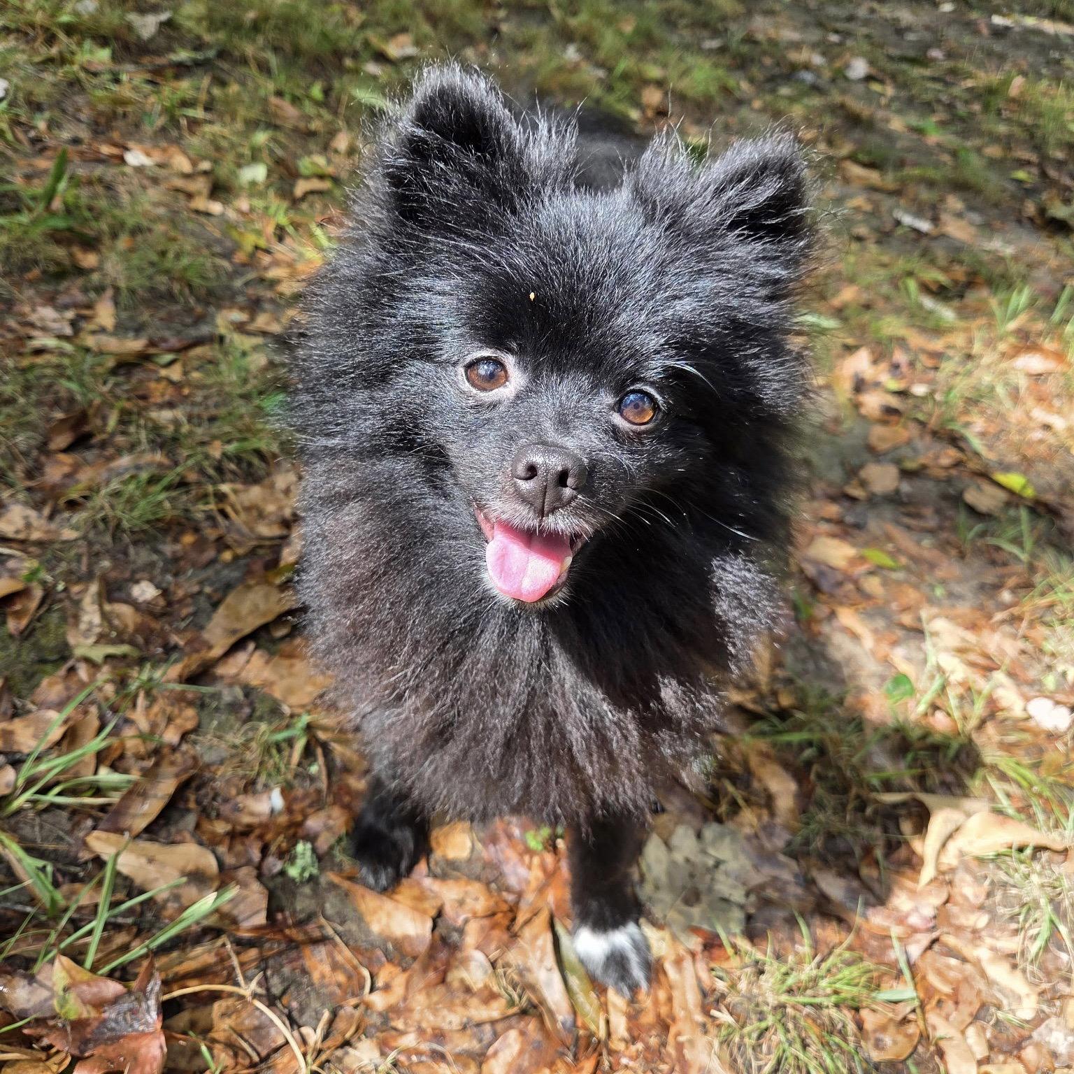 Enlarge Brayden, a Adoptable Pomeranian in Garland, TX image 2/3
