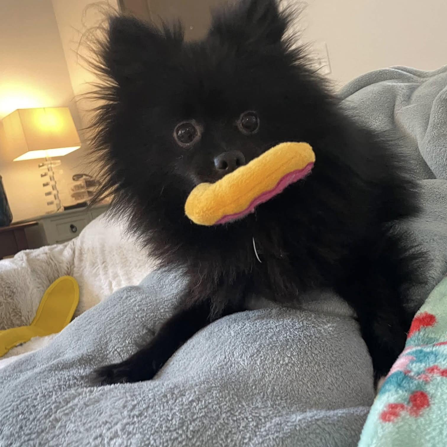 Enlarge Brayden, a Adoptable Pomeranian in Garland, TX image 3/3