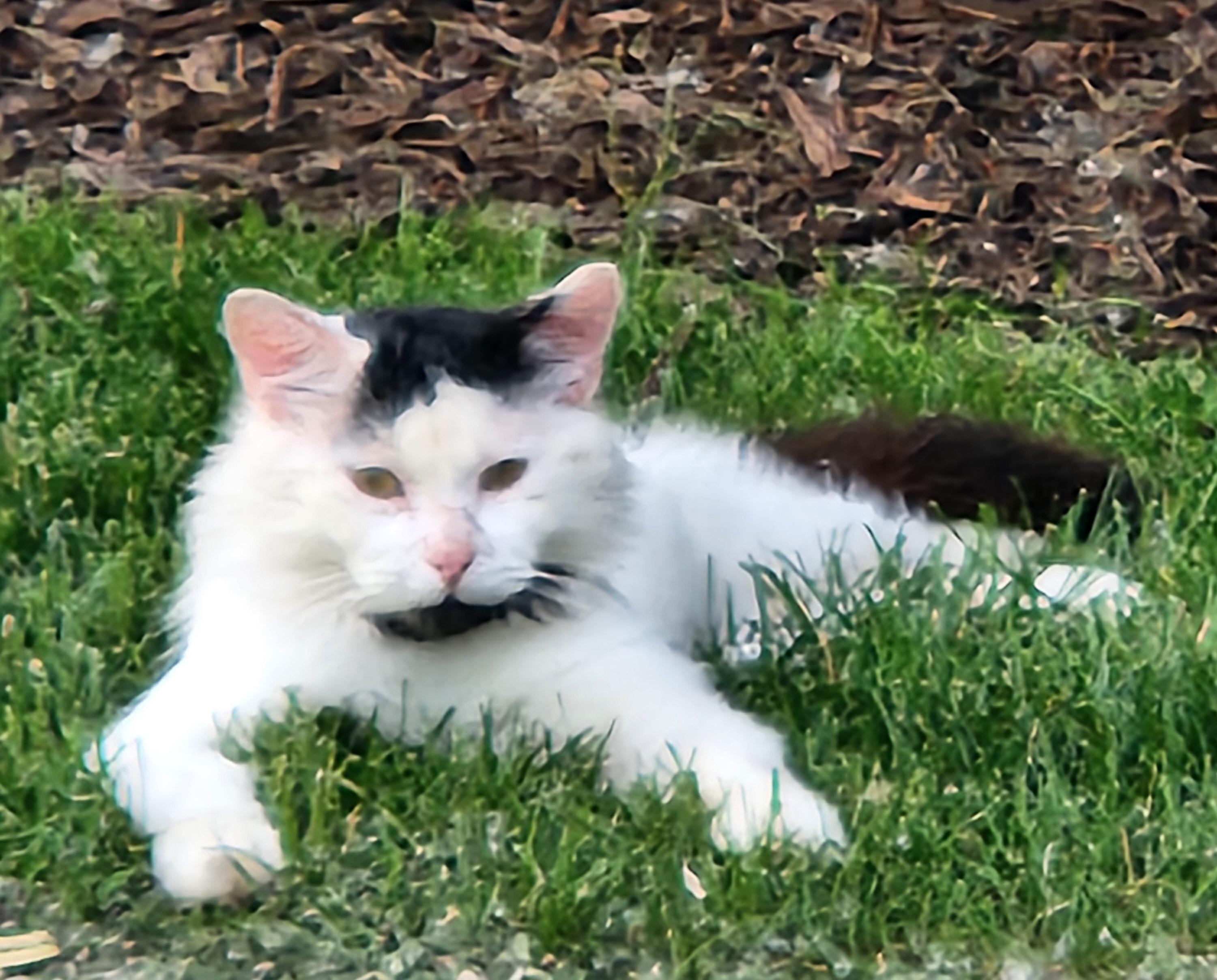 Connor ***COURTESY POST***, Adoptable, Adult Male Domestic Medium Hair.