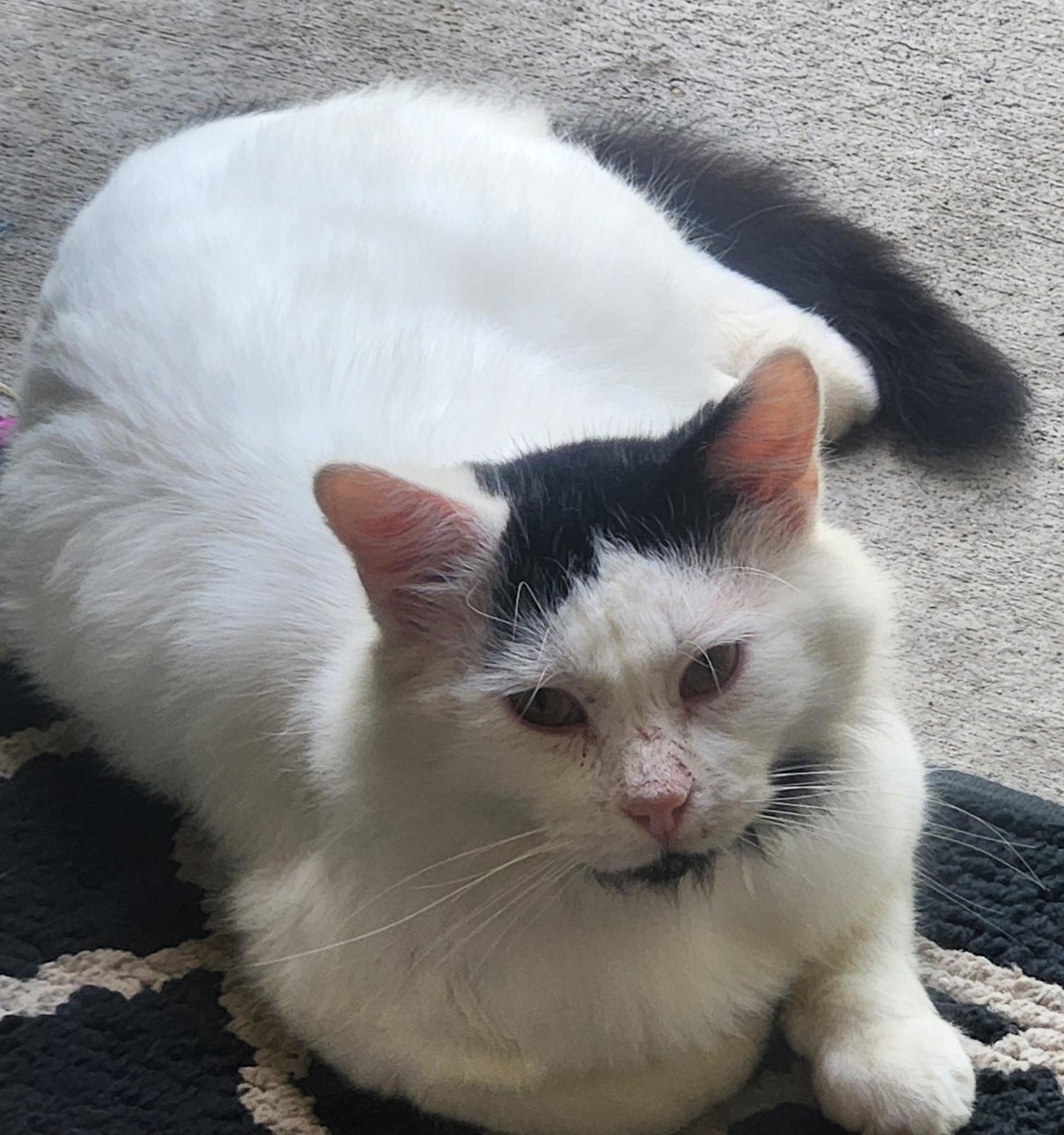 Connor ***COURTESY POST***, a Adoptable Domestic Medium Hair in Farmington, MN image 2/3