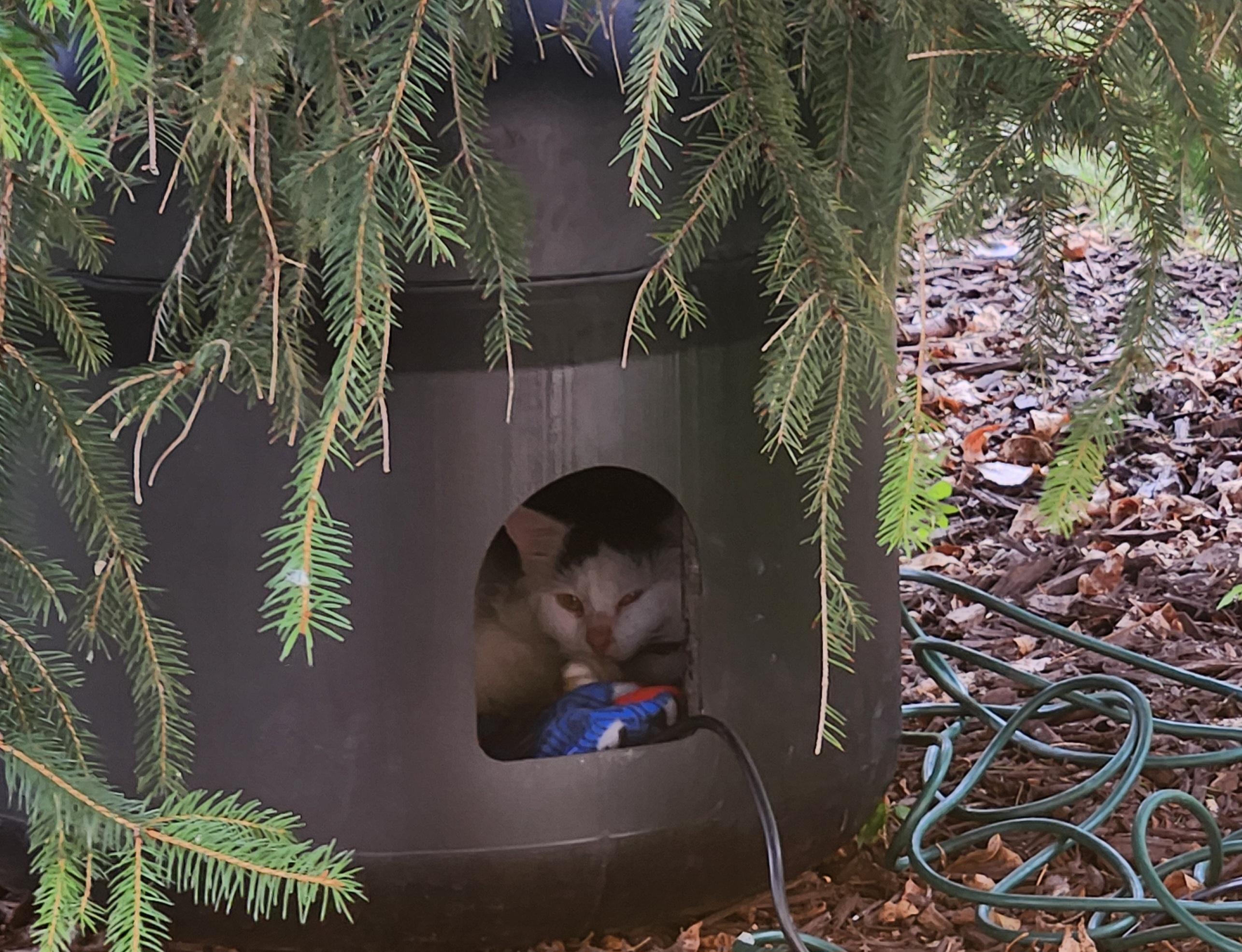 Connor ***COURTESY POST***, a Adoptable Domestic Medium Hair in Farmington, MN image 3/3