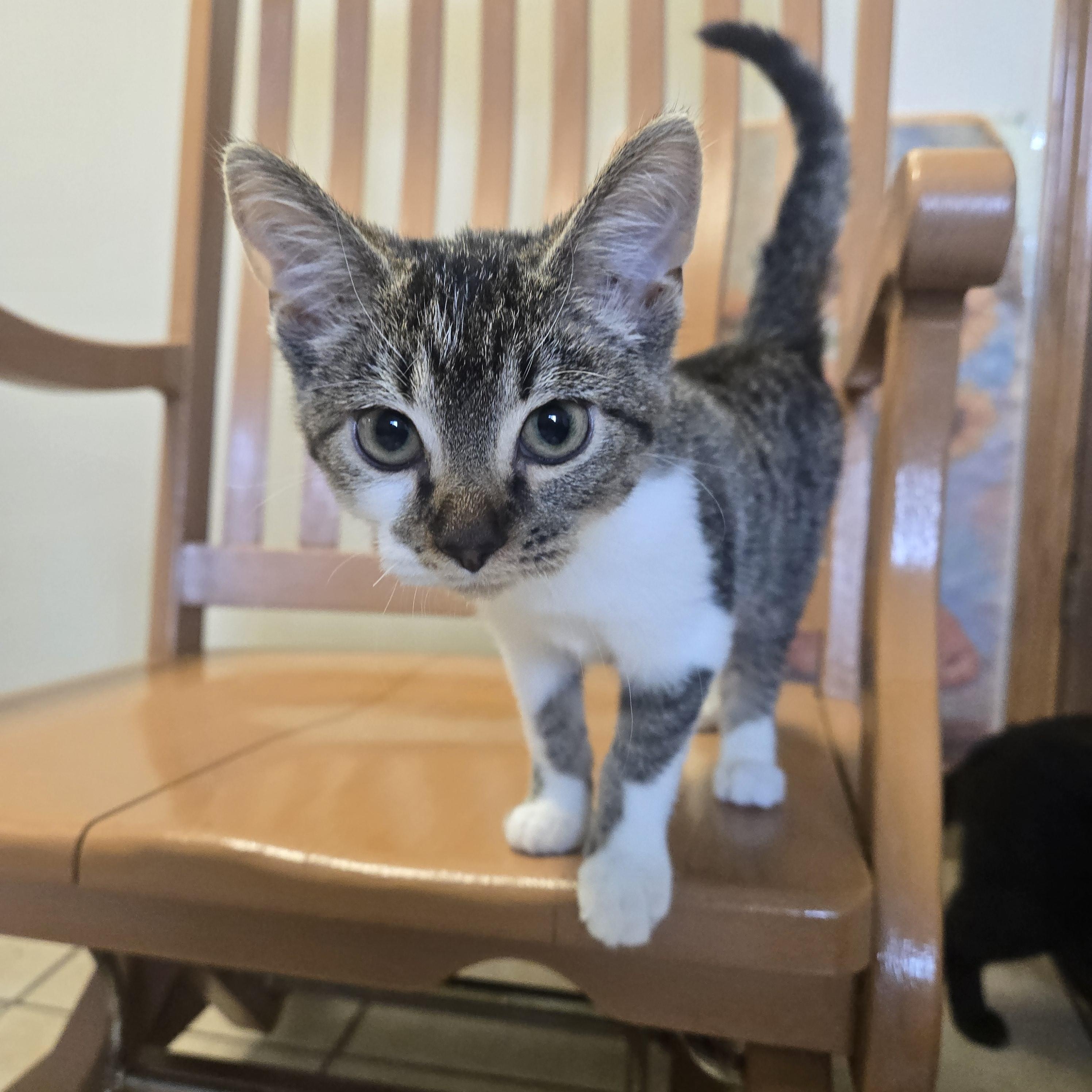 Maren, adopted, Kitten Female Domestic Short Hair.