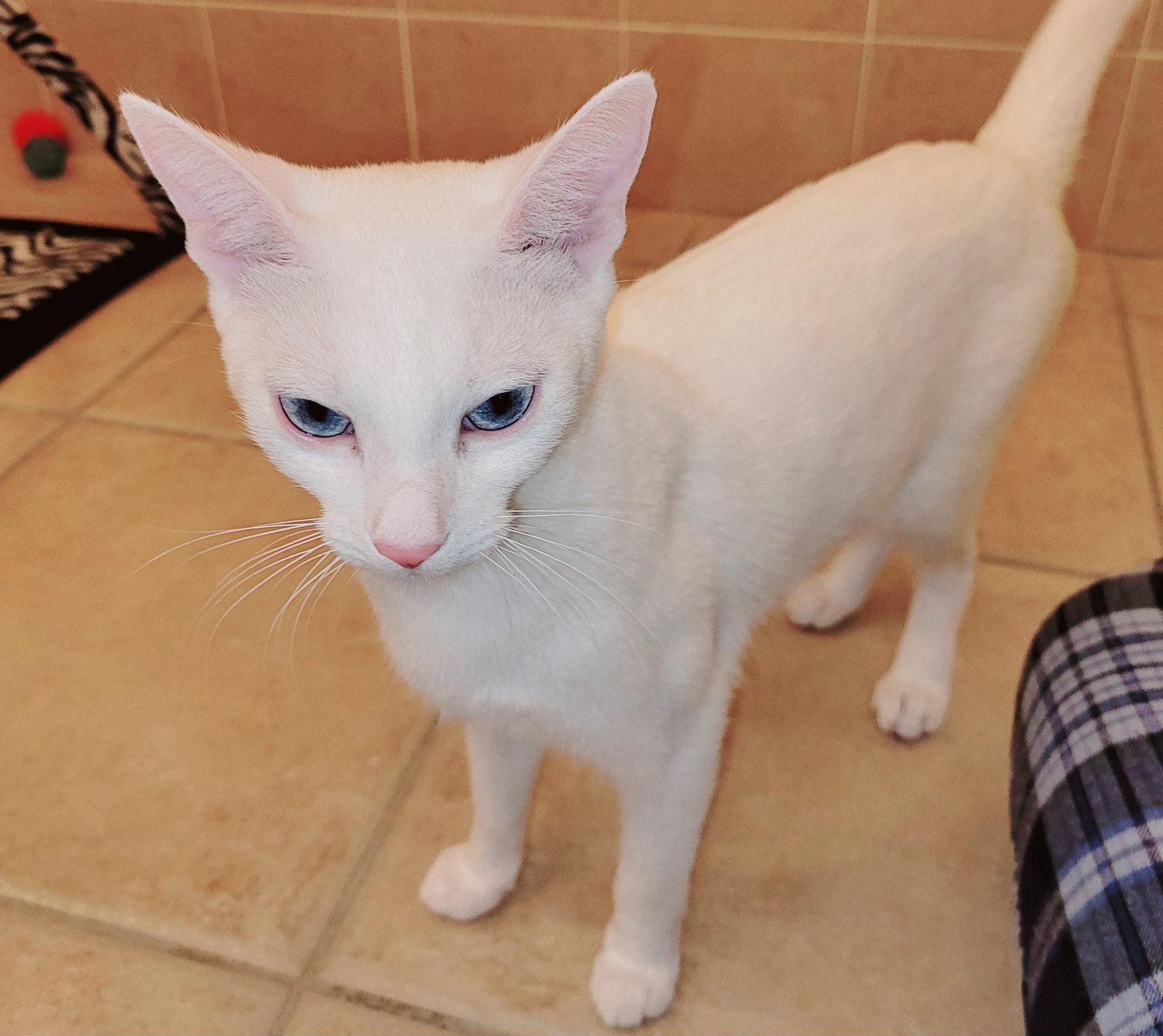 Enlarge Winter, a Adopted Domestic Short Hair in Orlando, FL image 1/3