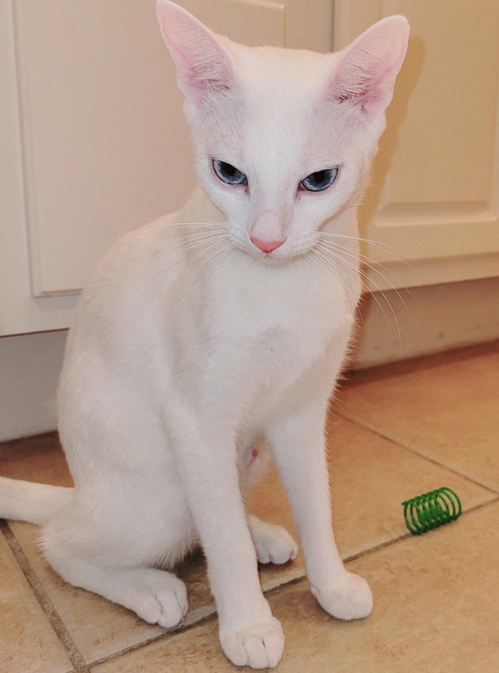 Enlarge Winter, a Adopted Domestic Short Hair in Orlando, FL image 2/3