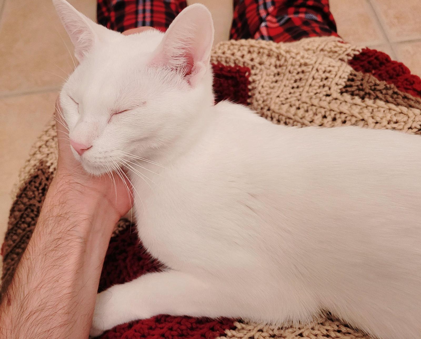 Enlarge Winter, a Adopted Domestic Short Hair in Orlando, FL image 3/3