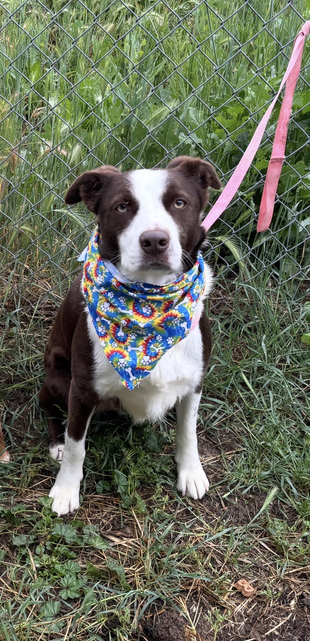 Comfort, adopted, Adult Male Border Collie.