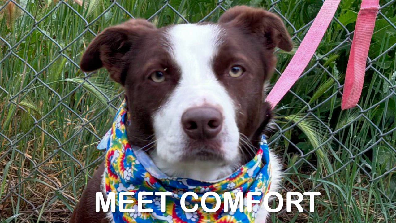 Enlarge Comfort, an adopted mixed breed in Woodland, CA video 1/2
