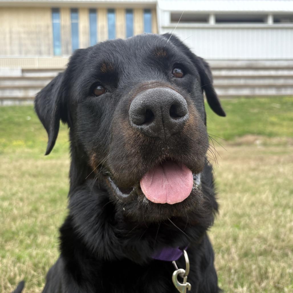 Enlarge Lola, a Adoptable Rottweiler in Bentonville, AR image 1/6