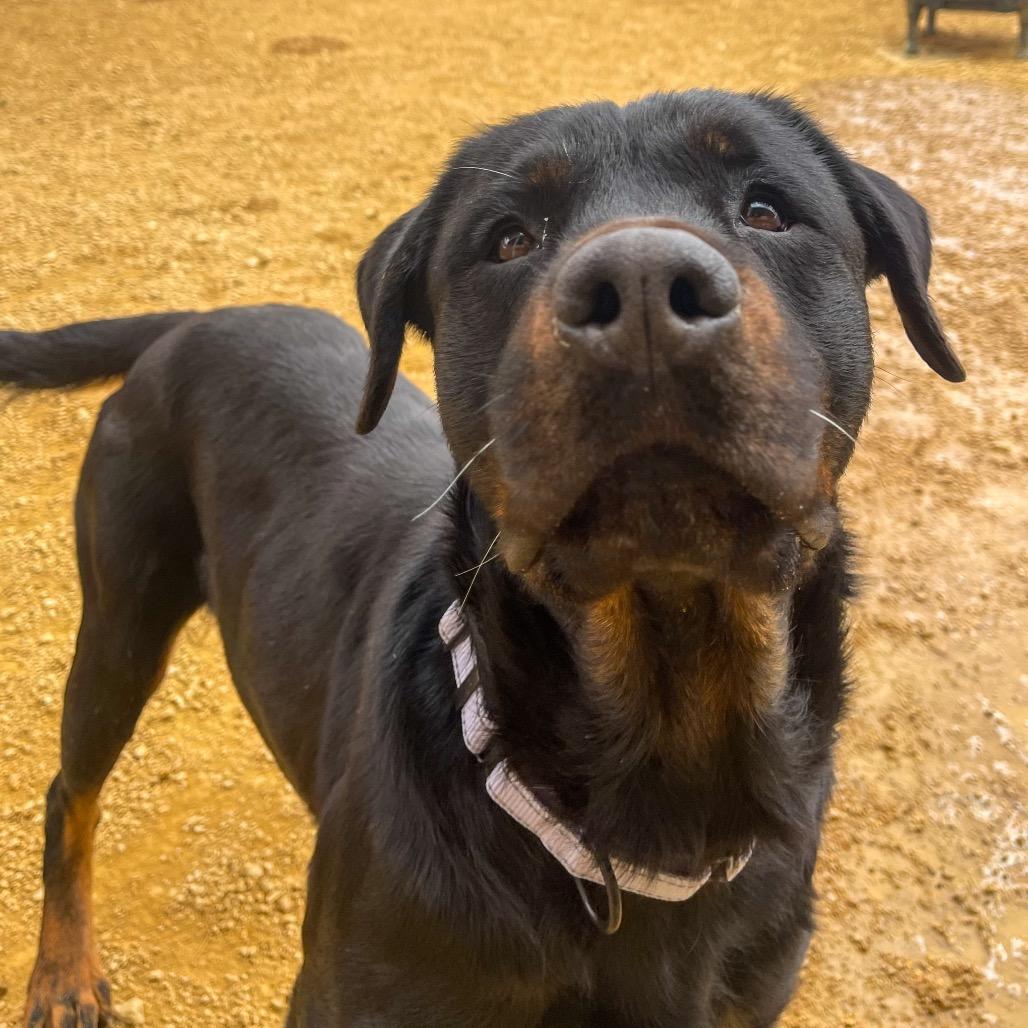 Enlarge Lola, a Adoptable Rottweiler in Bentonville, AR image 2/6