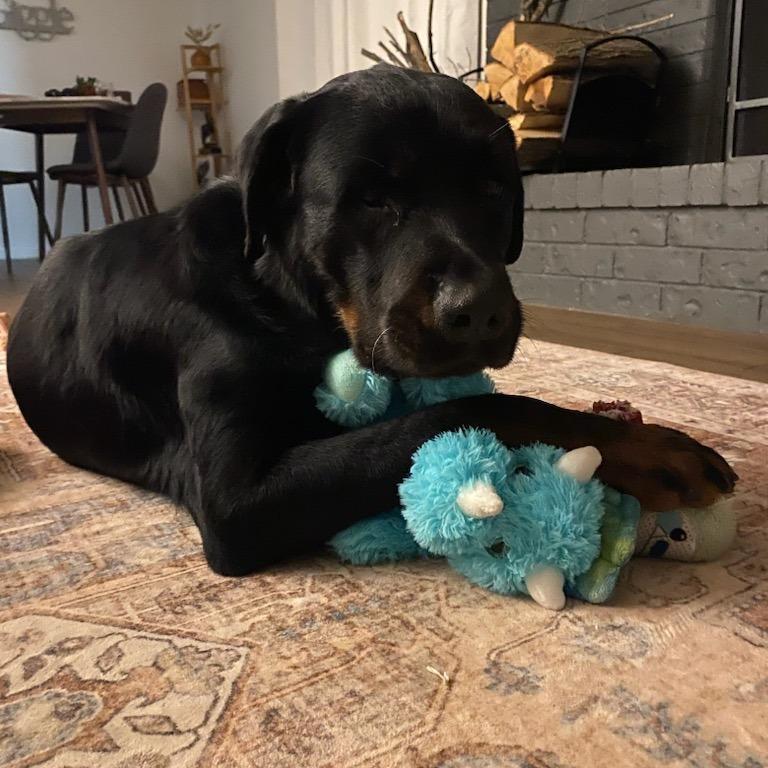 Enlarge Lola, a Adoptable Rottweiler in Bentonville, AR image 3/6
