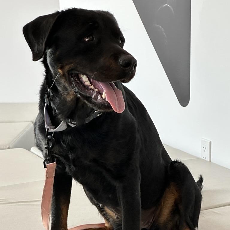 Enlarge Lola, a Adoptable Rottweiler in Bentonville, AR image 4/6