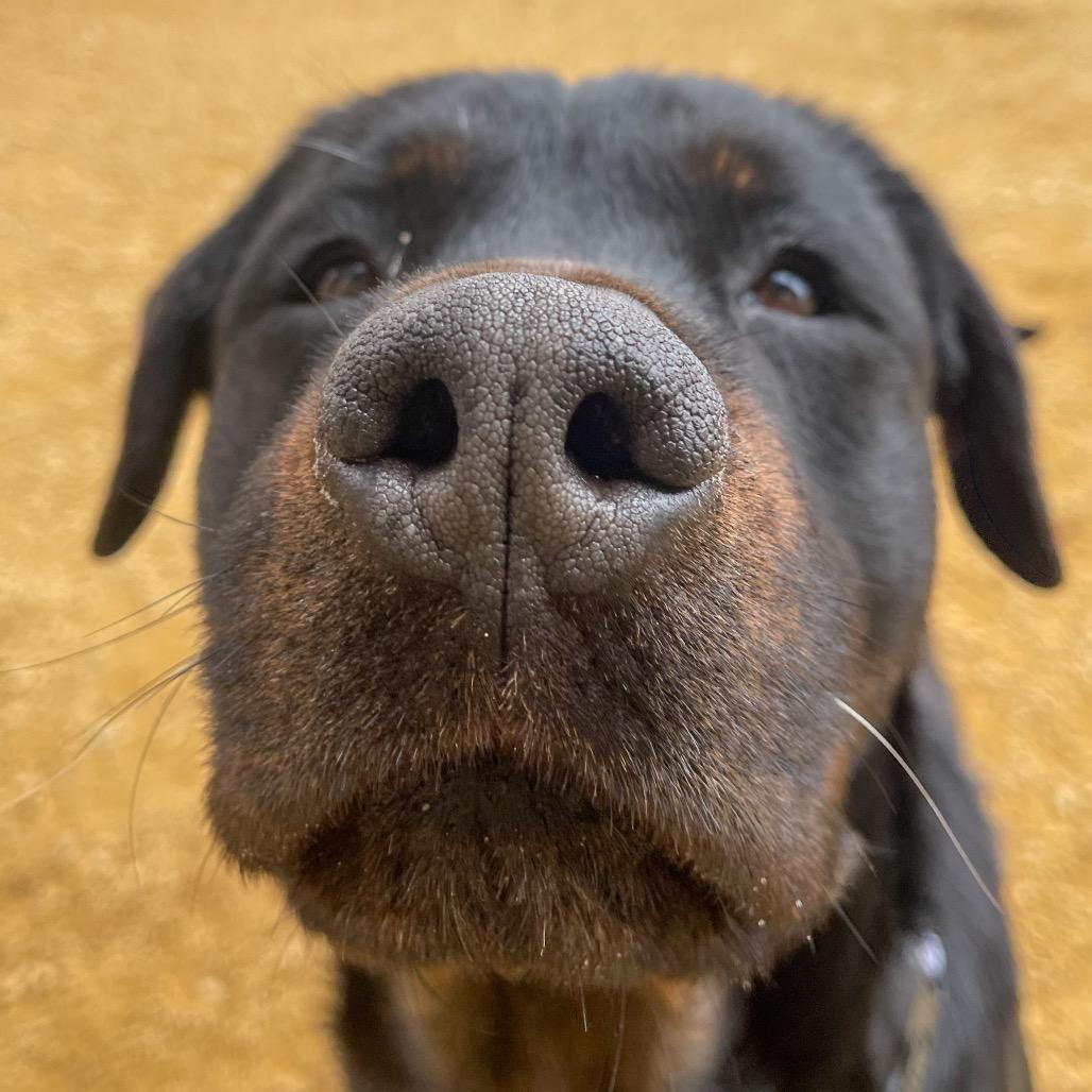 Enlarge Lola, a Adoptable Rottweiler in Bentonville, AR image 6/6