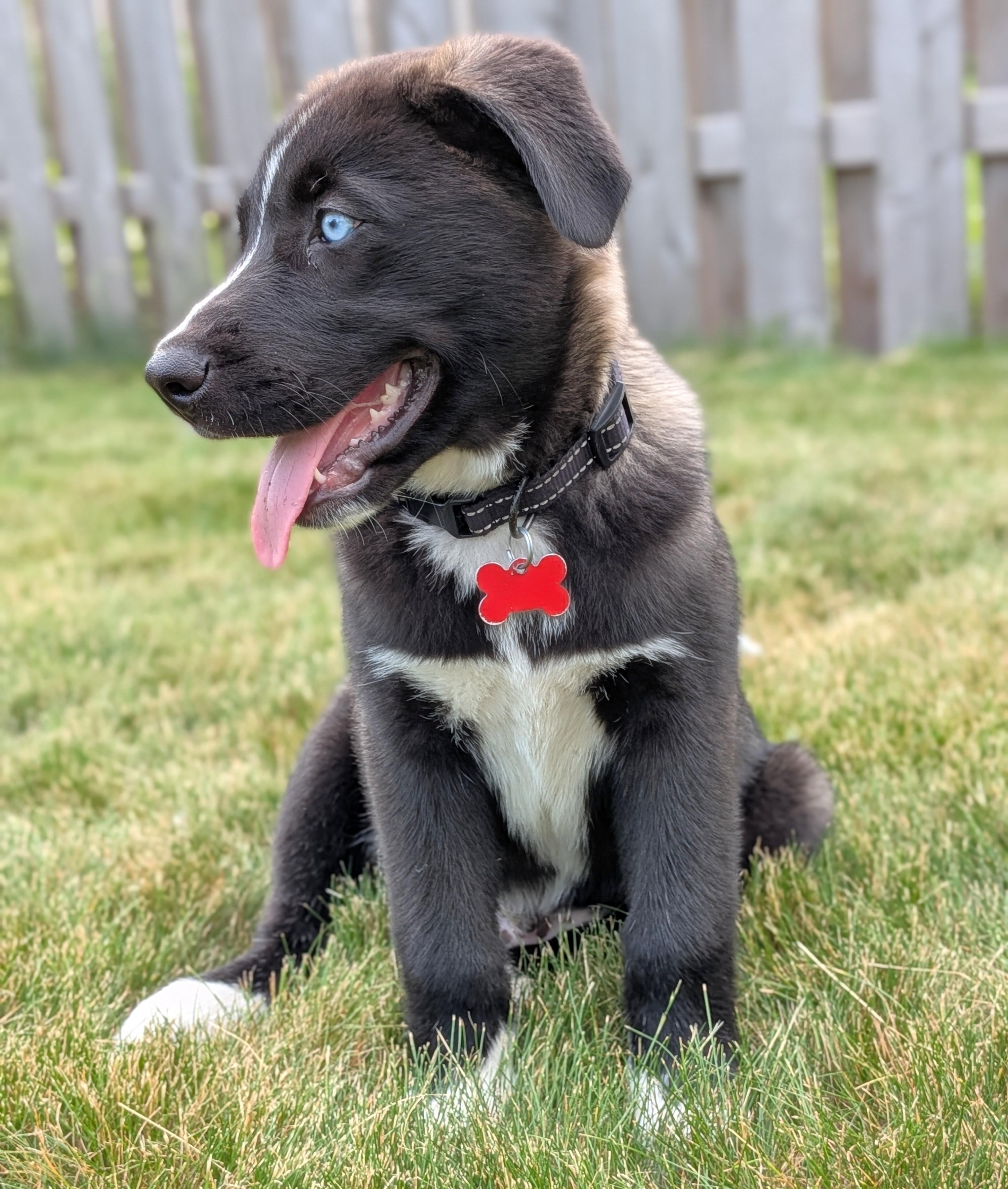 Blizzard, a Adoptable mixed breed in Minneapolis, MN image 2/6