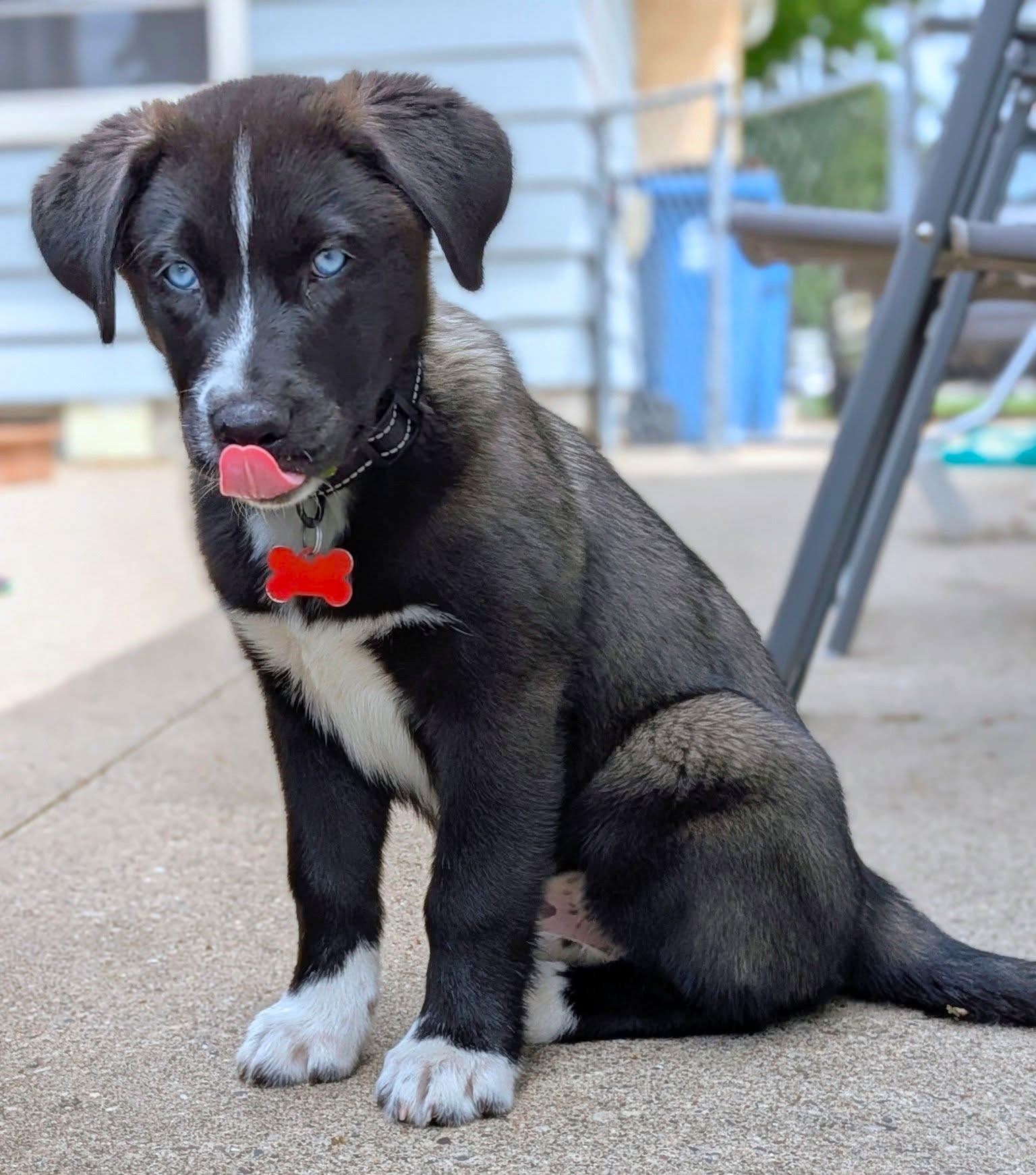 Blizzard, a Adoptable mixed breed in Minneapolis, MN image 6/6