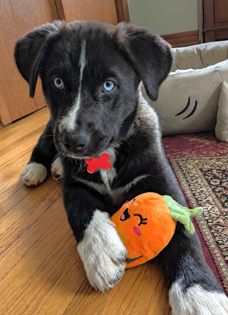 Blizzard, a Adoptable mixed breed in Minneapolis, MN image 1/6