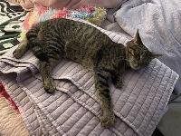 Enlarge Mango, a Adoptable mixed breed in Morgan Hill, CA image 1/3
