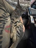 Enlarge Mango, a Adoptable mixed breed in Morgan Hill, CA image 2/3
