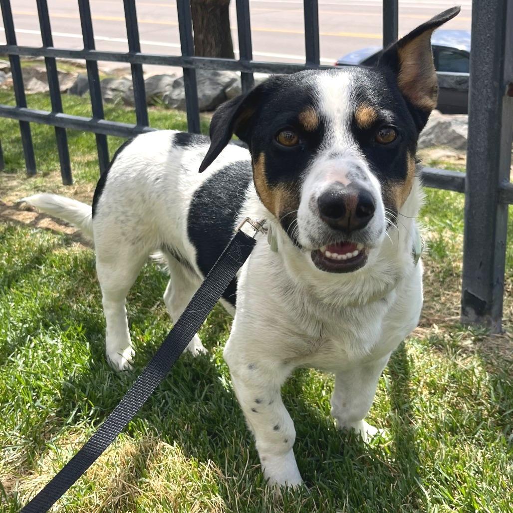 570 (2026) Clifford, Adoptable, Adult Male Australian Cattle Dog / Blue Heeler & Cardigan Welsh Corgi.