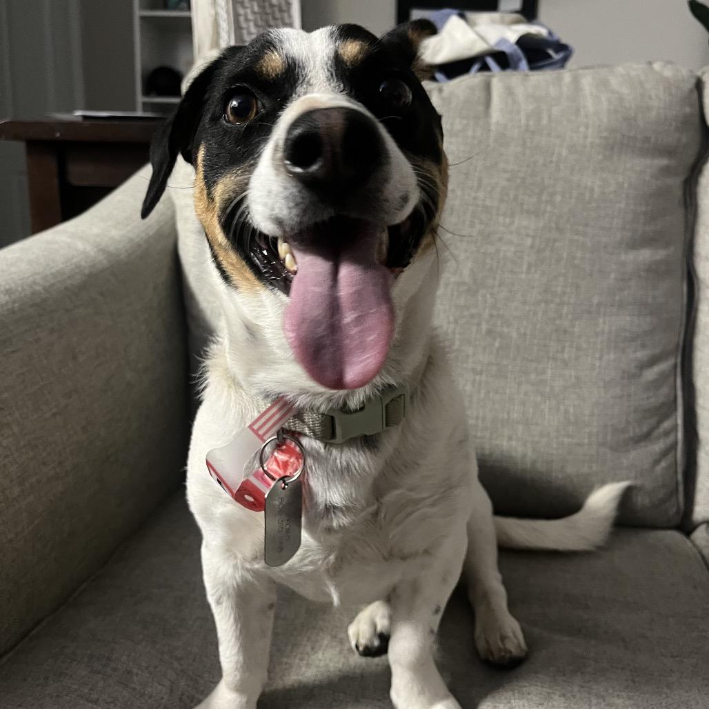 Enlarge 570 (2026) Clifford, a Adoptable mixed breed in Parker, CO image 2/6