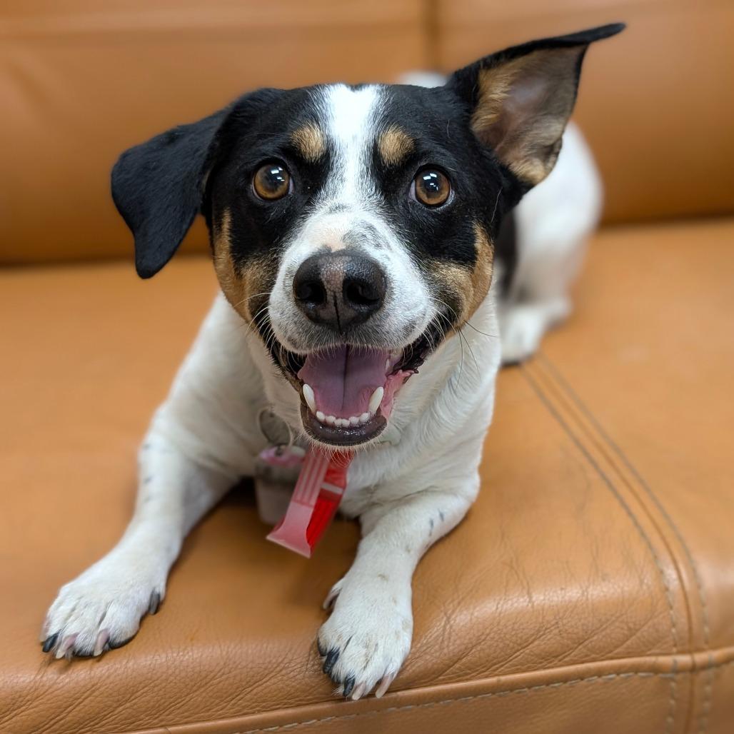 Enlarge 570 (2026) Clifford, a Adoptable mixed breed in Parker, CO image 3/6