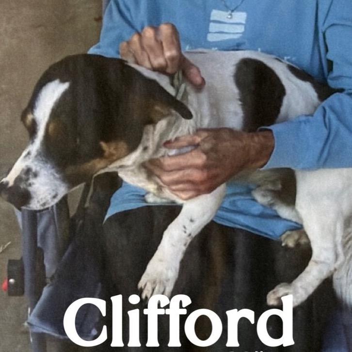 Enlarge 570 (2026) Clifford, a Adoptable mixed breed in Parker, CO image 4/6