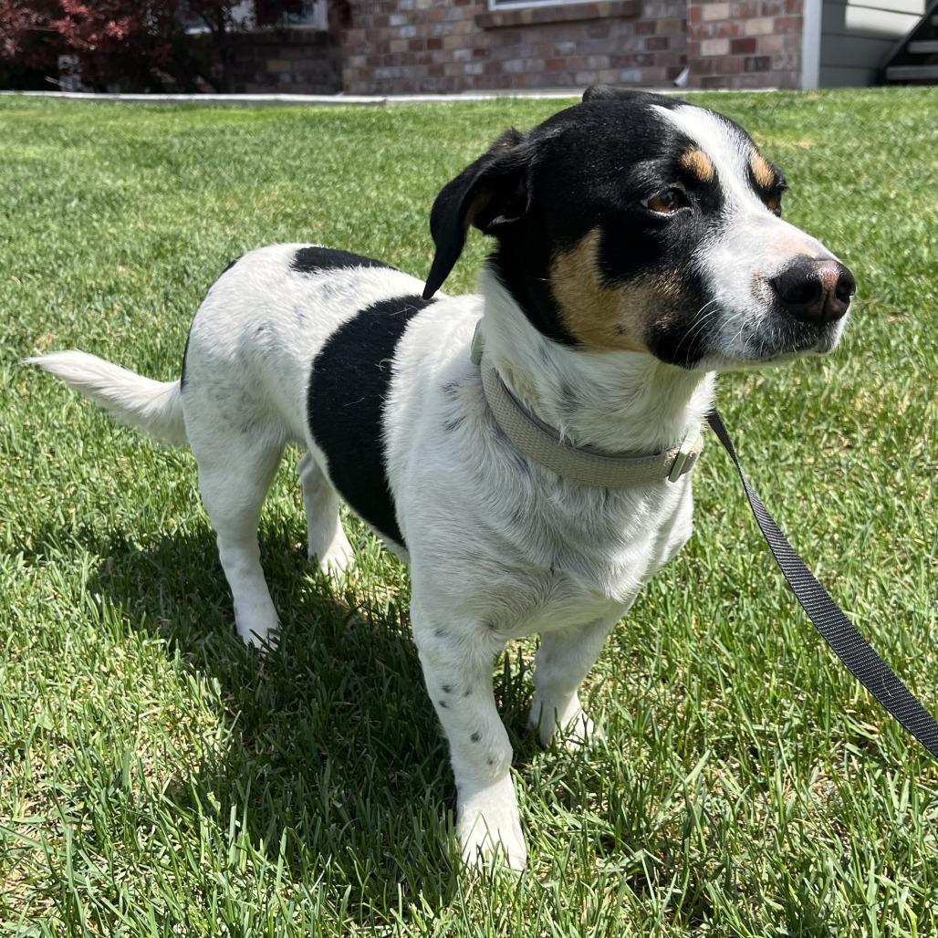 Enlarge 570 (2026) Clifford, a Adoptable mixed breed in Parker, CO image 6/6