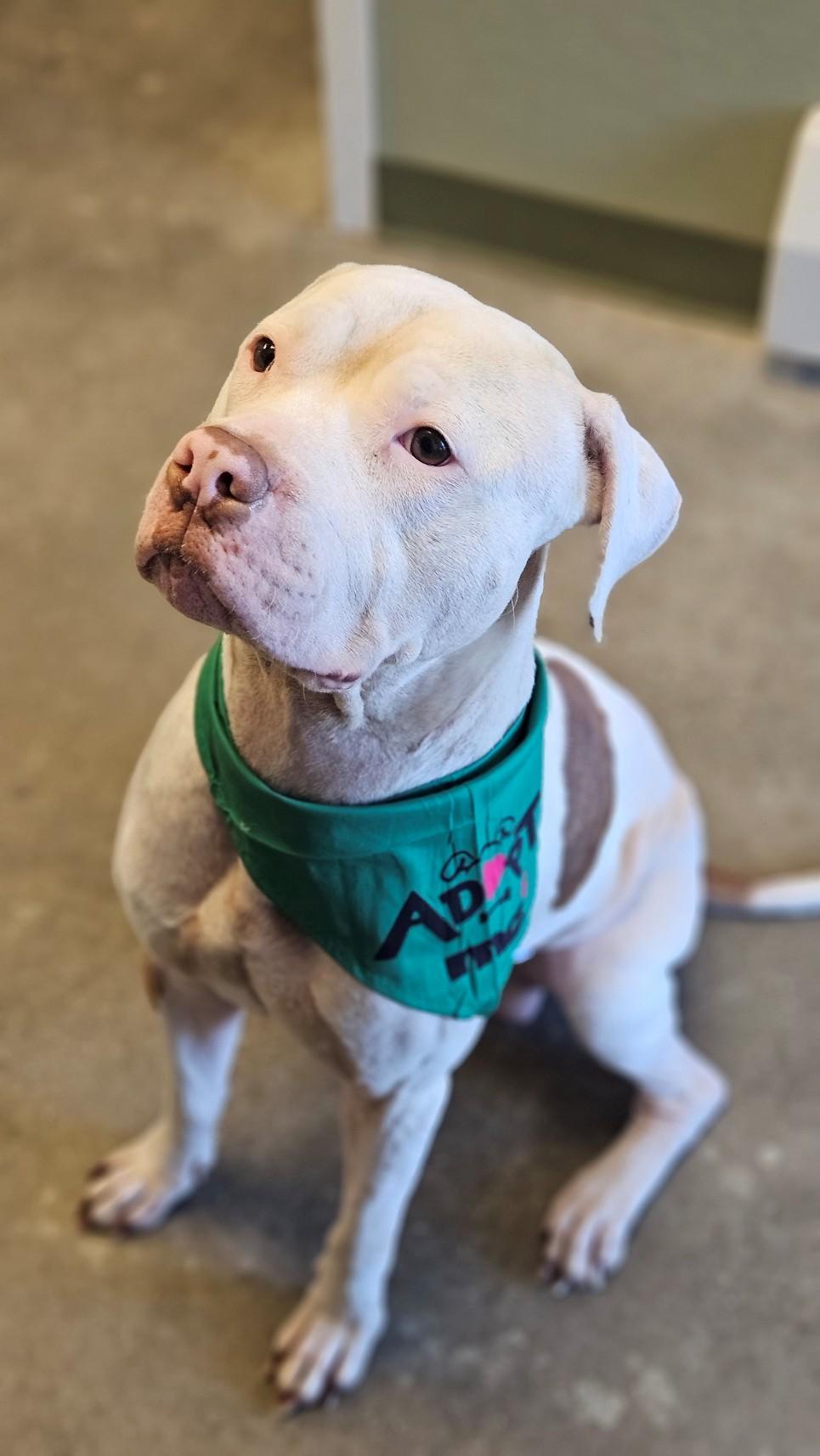 Enlarge Petey, an adopted mixed breed in Windsor, CT image 1/4