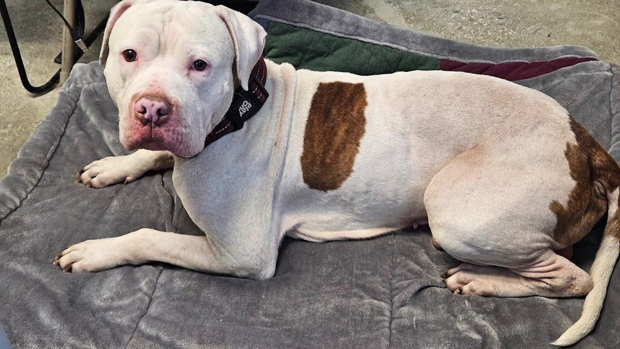 Enlarge Petey, an adopted mixed breed in Windsor, CT image 2/4