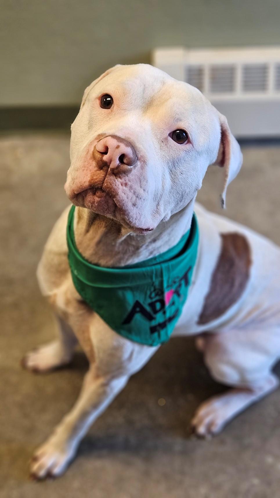 Enlarge Petey, an adopted mixed breed in Windsor, CT image 3/4