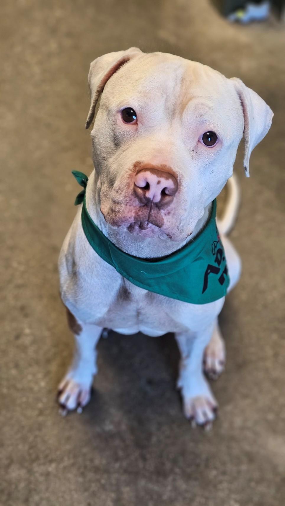 Enlarge Petey, an adopted mixed breed in Windsor, CT image 4/4