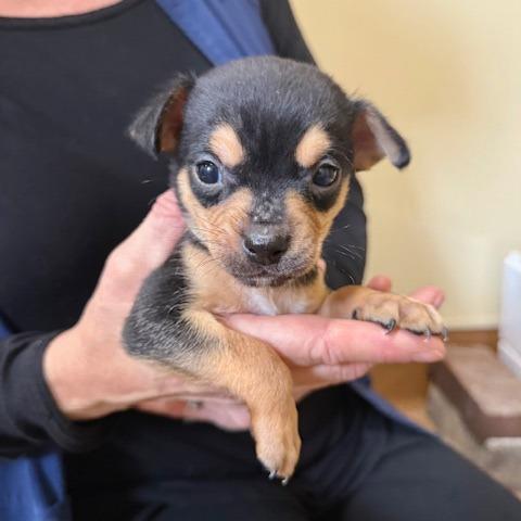 Enlarge Flounder, a Adoptable Border Terrier in Agoura Hills, CA image 1/1