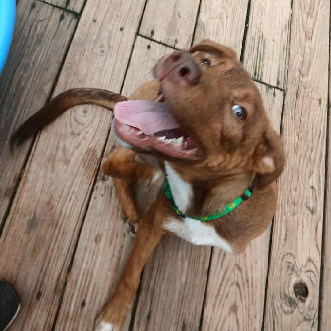 Jojo
