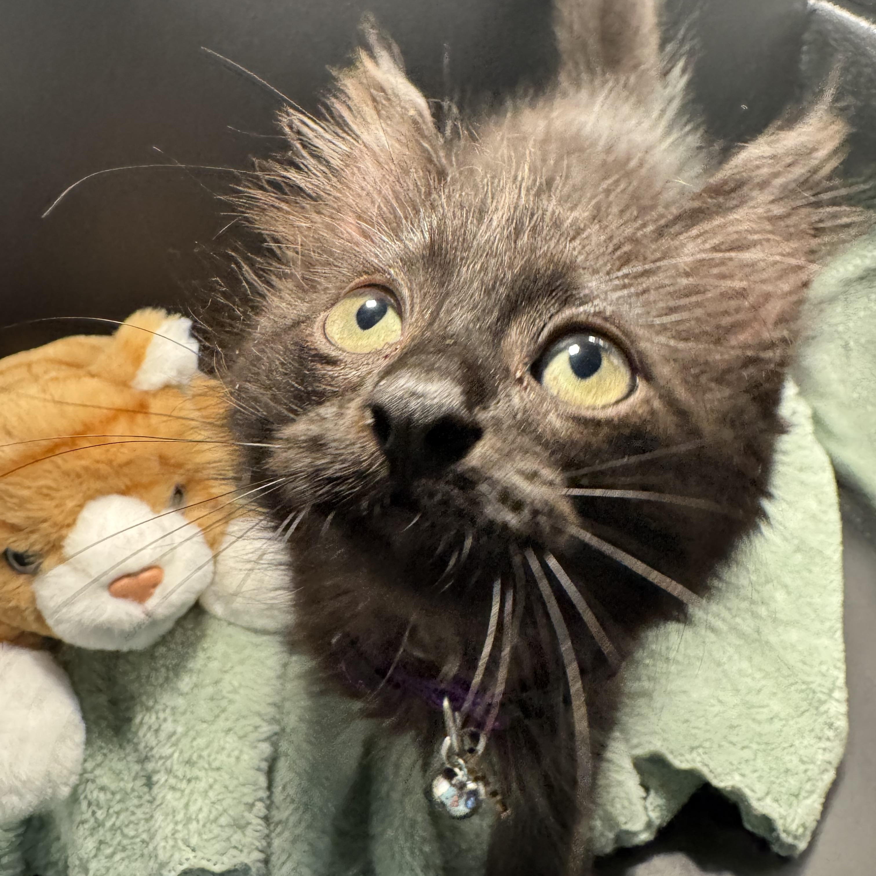 BooBoo, Adoptable, Kitten Male Domestic Long Hair & Maine Coon.