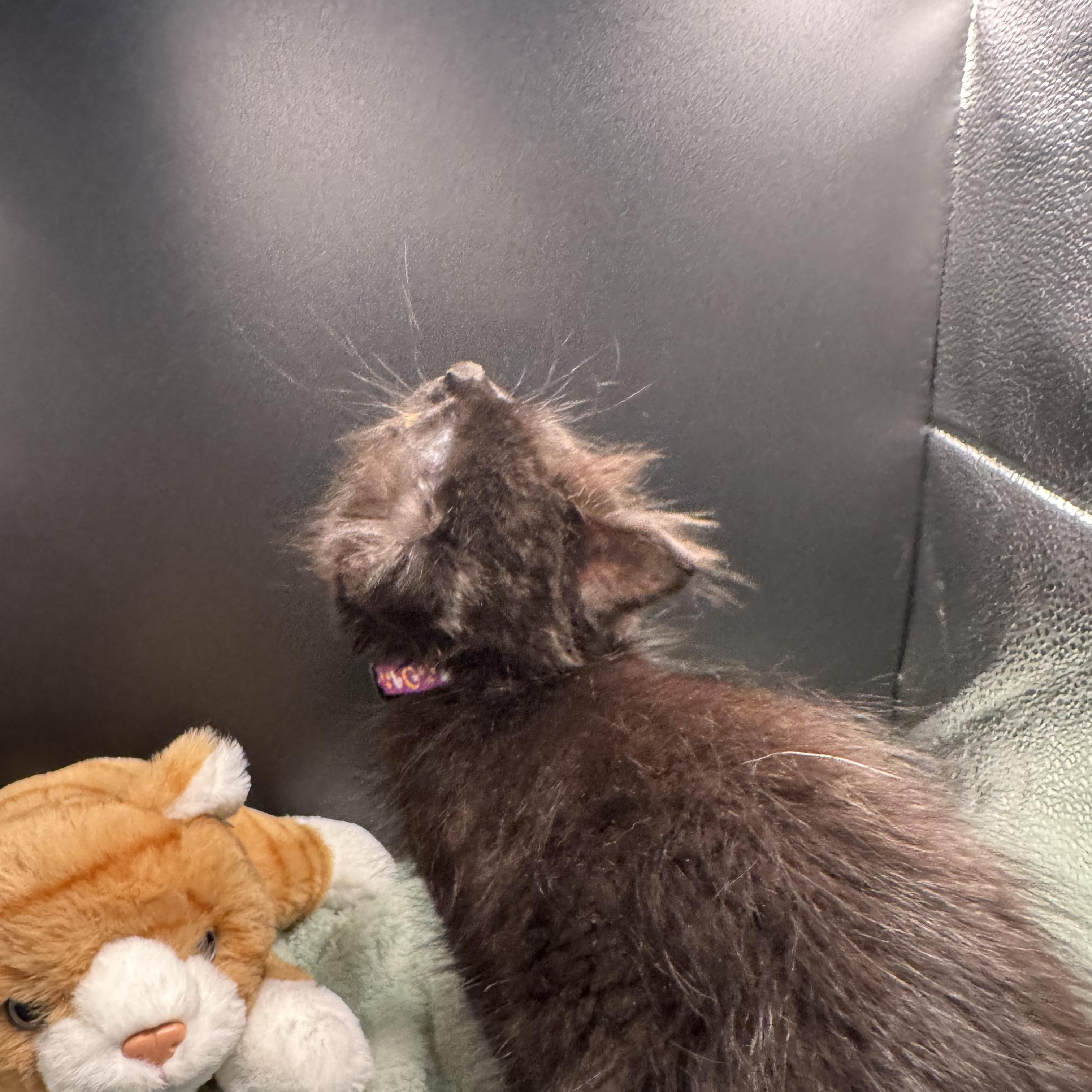Enlarge BooBoo, a Adoptable mixed breed in Houston, TX image 5/6