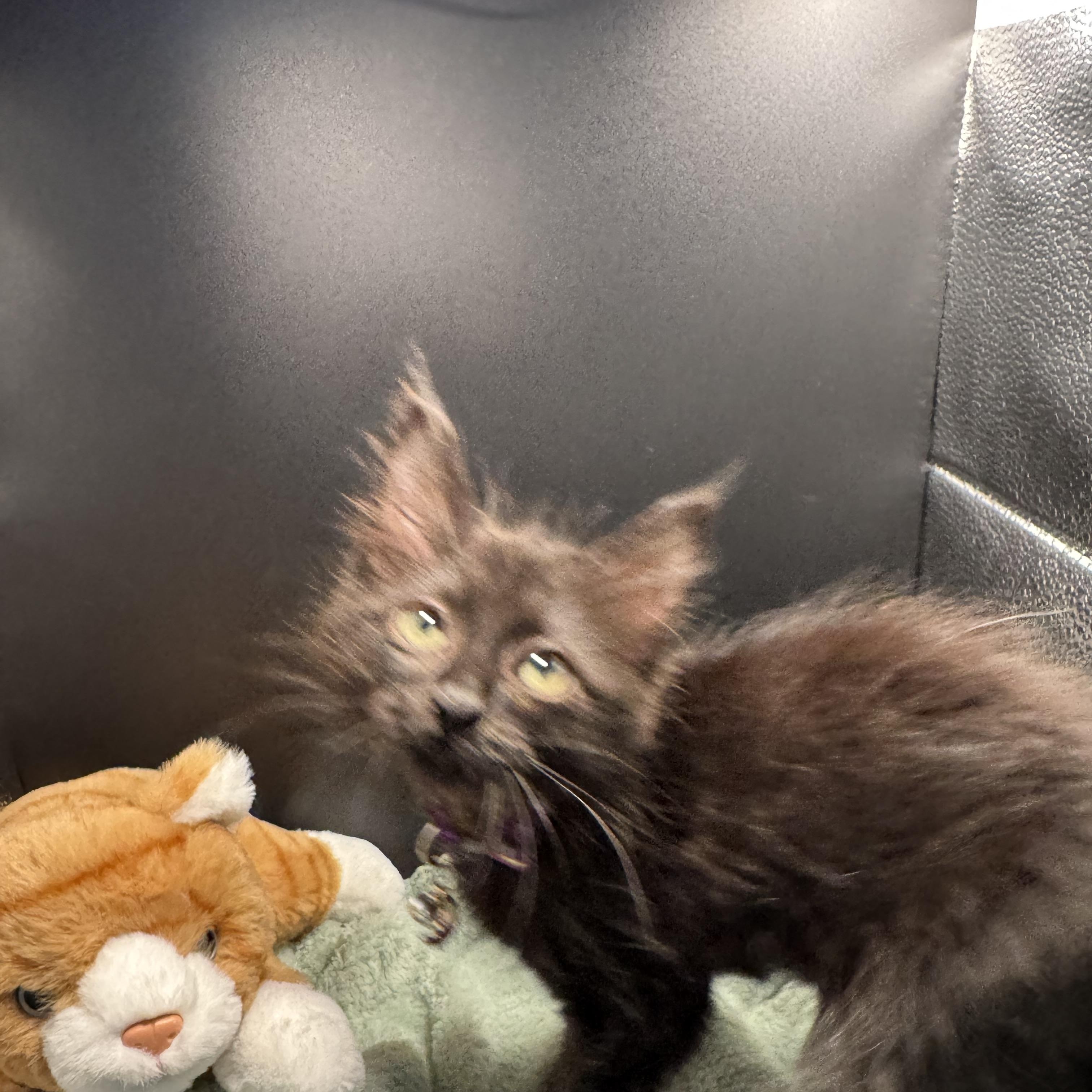 Enlarge BooBoo, a Adoptable mixed breed in Houston, TX image 4/6